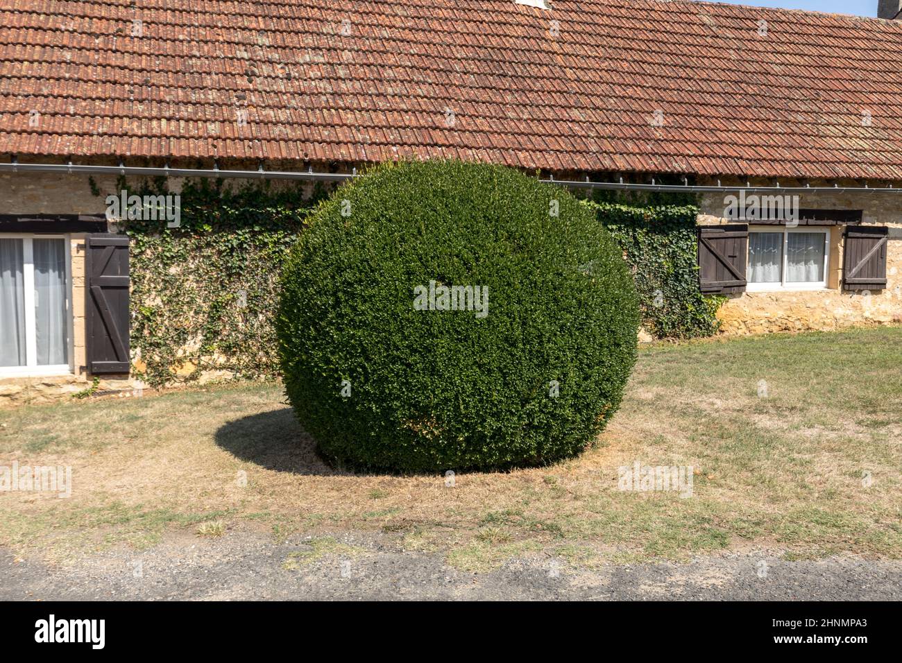 Manicured garden shrubs. Green garden balls in France Stock Photo
