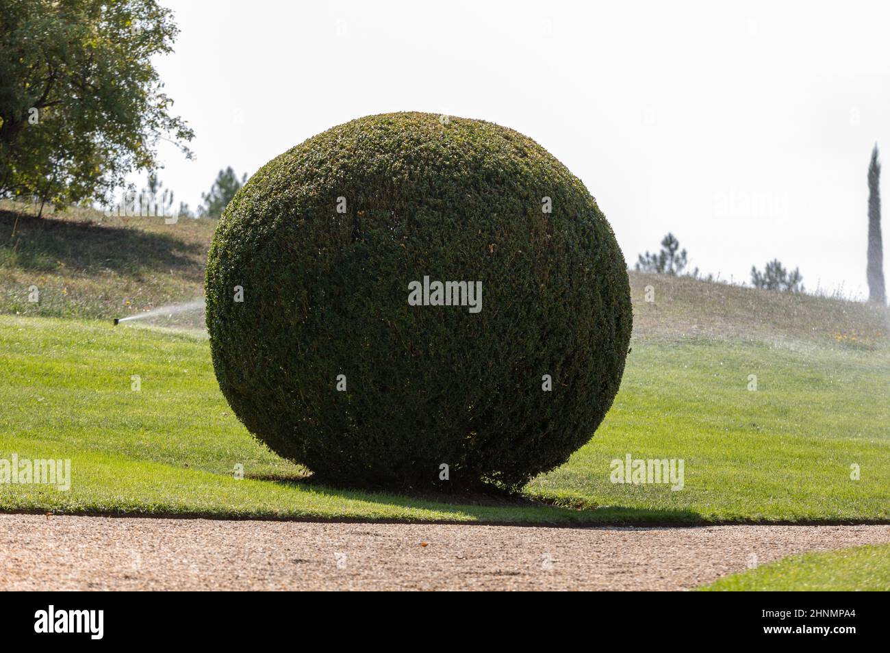 Manicured garden shrubs. Green garden balls in France Stock Photo