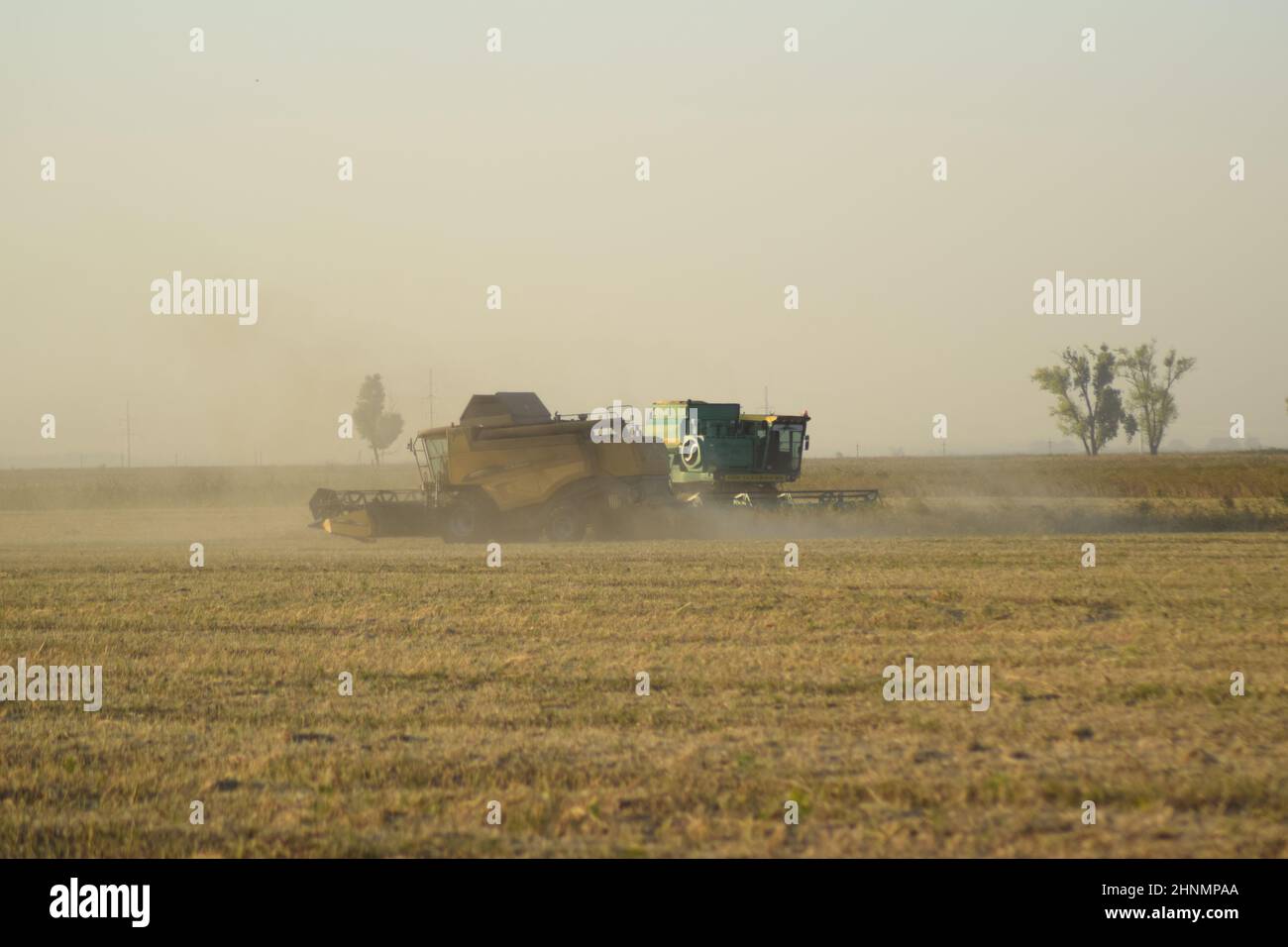 Soy harvesting by combines in the field. Stock Photo