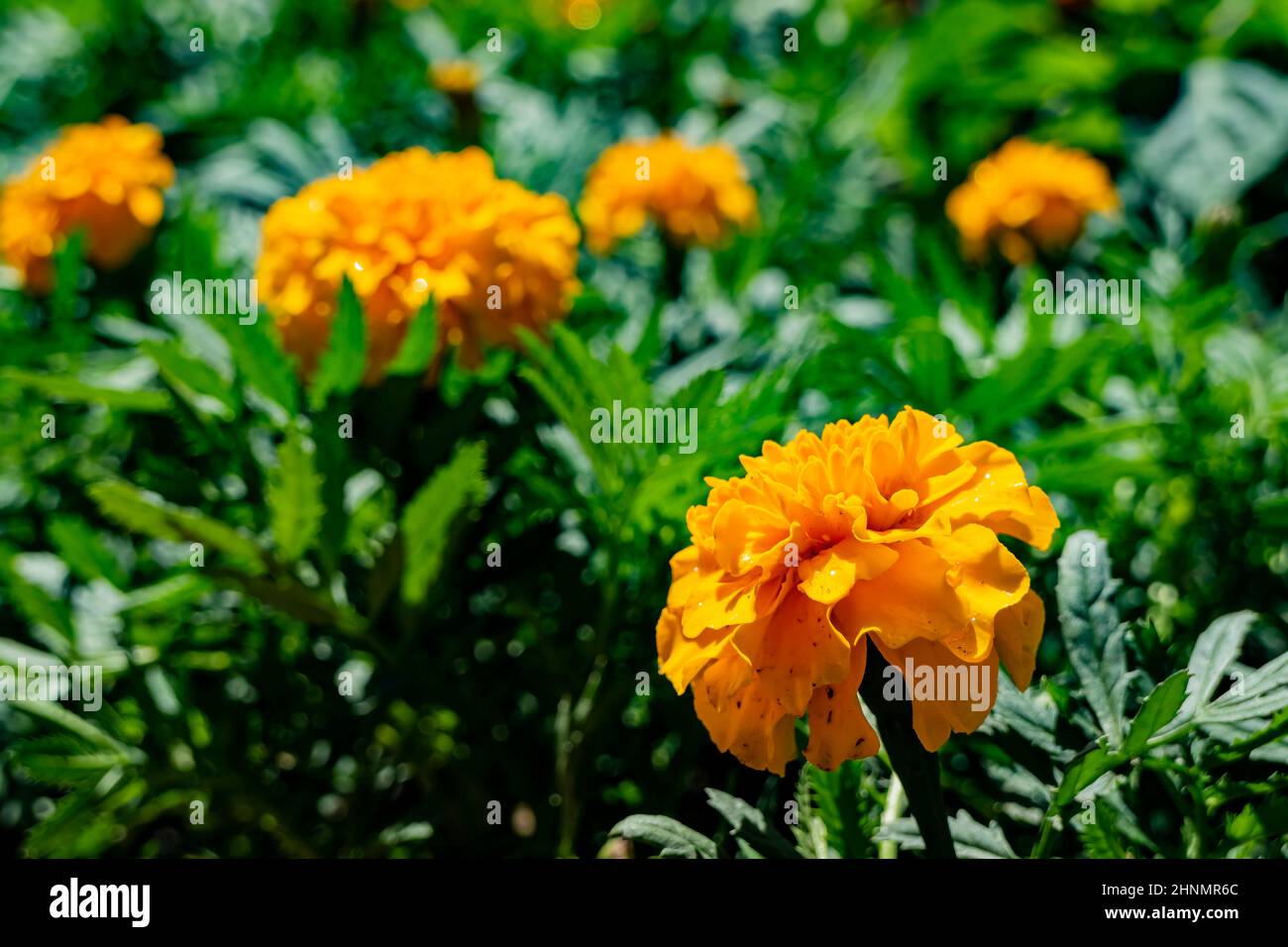 Cempasuchil flower tagetes erecta hi-res stock photography and images ...