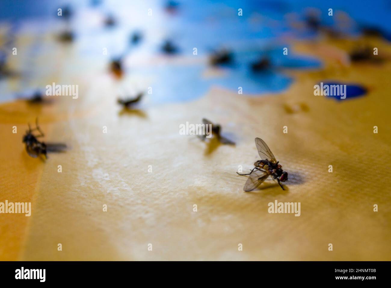sticky tape for catching flies at home. fly catching equipment at home.  Velcro with dead insects. fly trap Stock Photo - Alamy