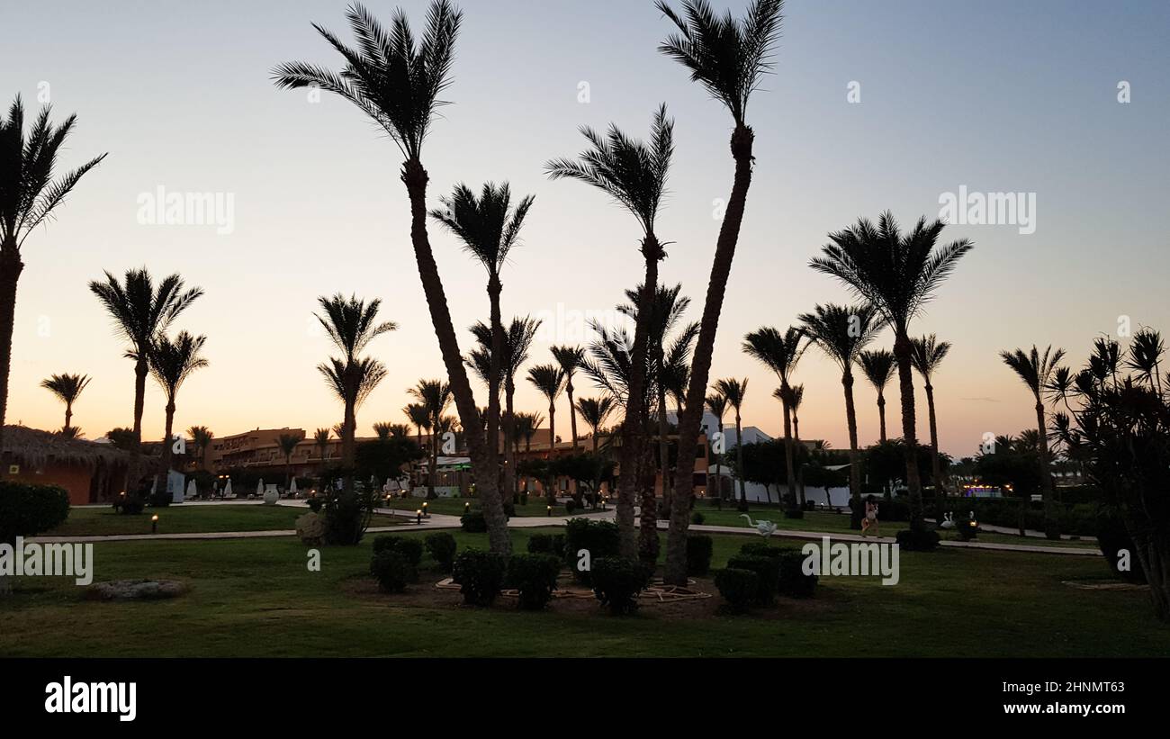 Silhouettes of palm trees against the sky during sunset. Coconut trees