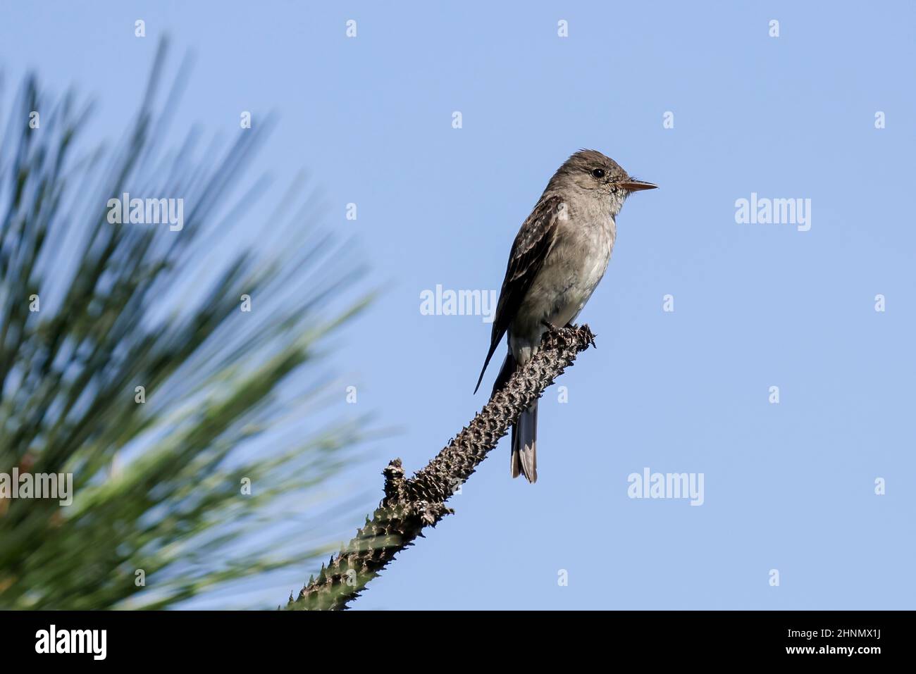 A western wood-pewee is perched on a pine branch in north Idaho. Stock Photo