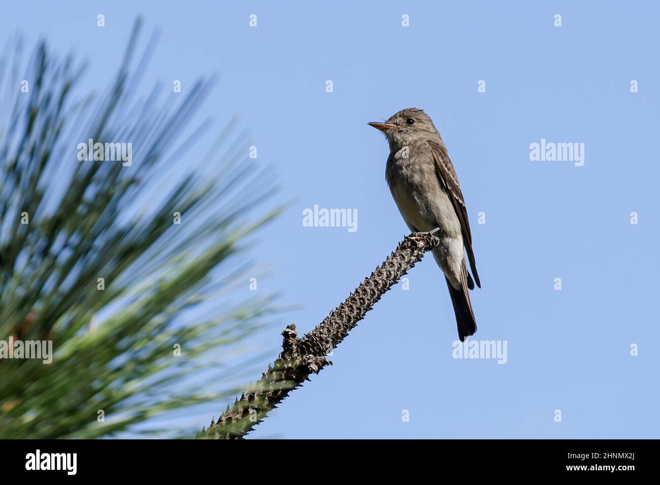 A western wood-pewee is perched on a pine branch in north Idaho. Stock Photo