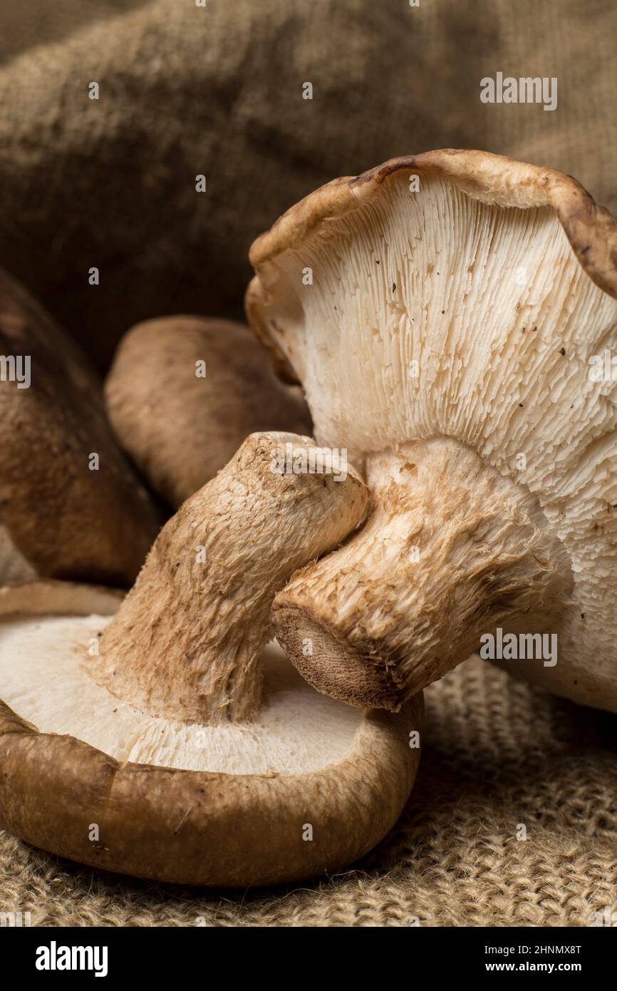 A close up photo of the stems of shiitake mushrooms in a studio setting