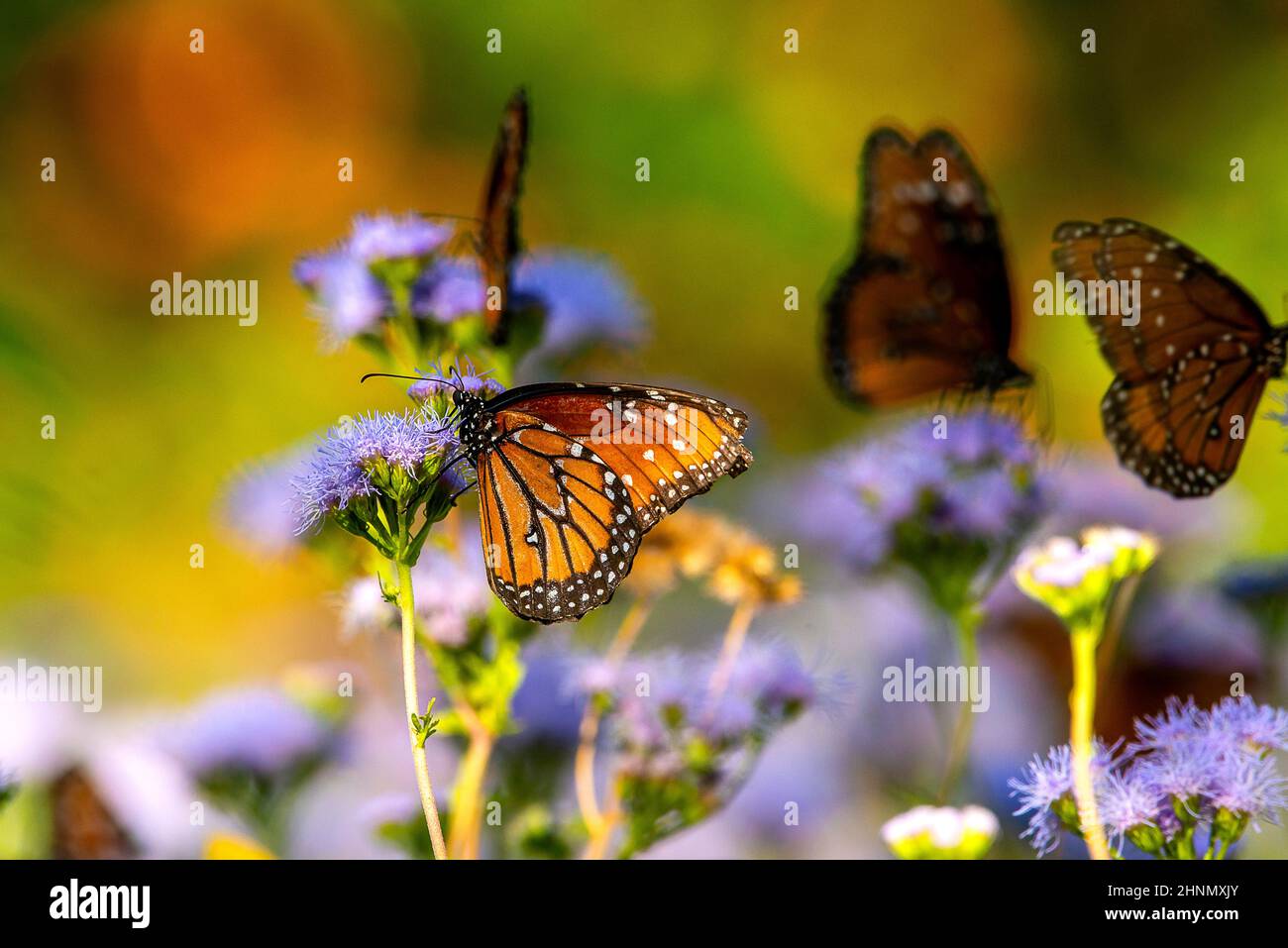 Butterfly on flowers Stock Photo Alamy