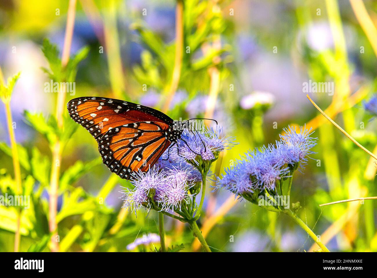 Butterfly on flowers Stock Photo Alamy