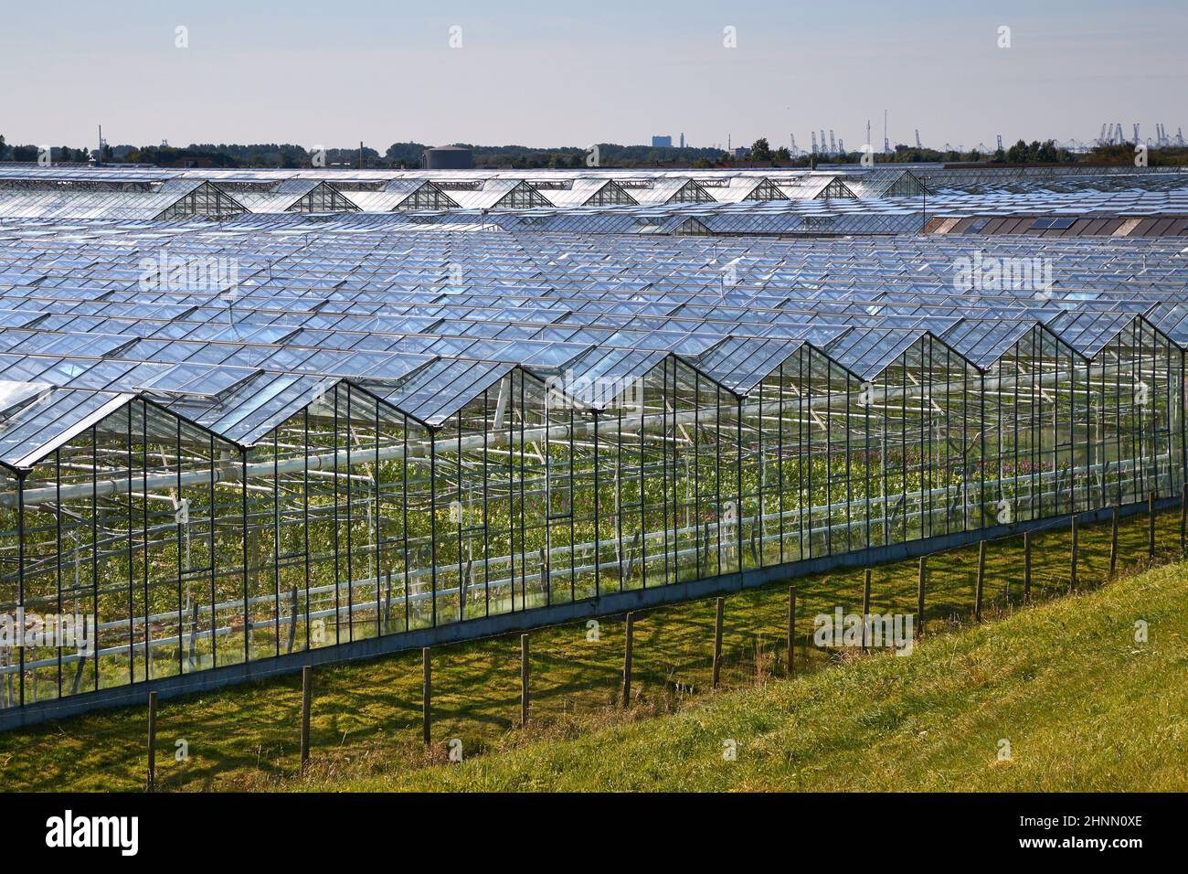 many-greenhouses-in-the-netherlands-countryside-food-production-stock