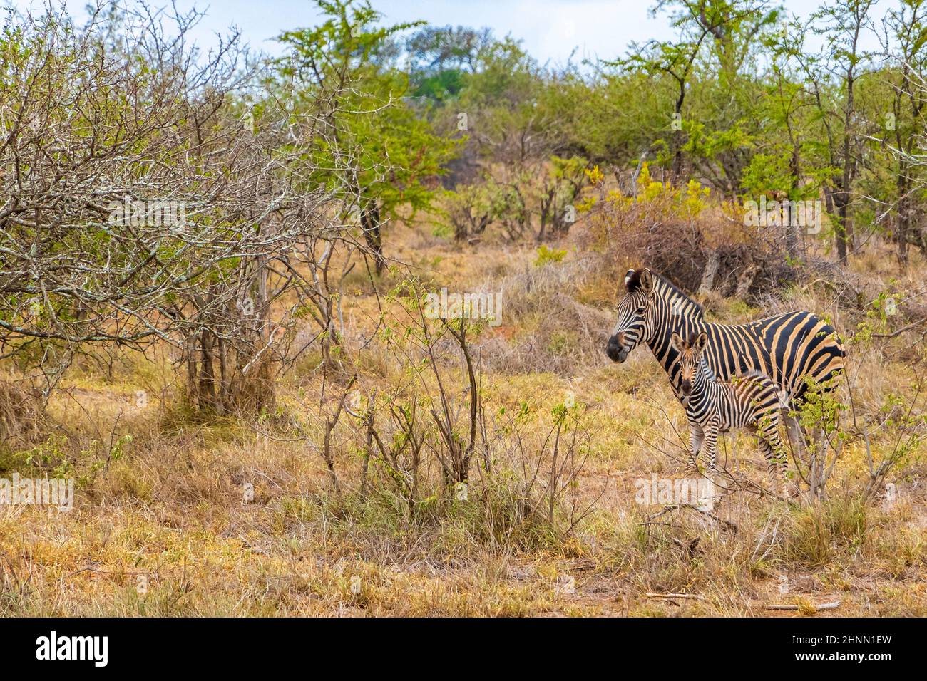 Beautiful striped mother and child baby zebra in the nature on safari in Kruger National Park in South Africa. Stock Photo