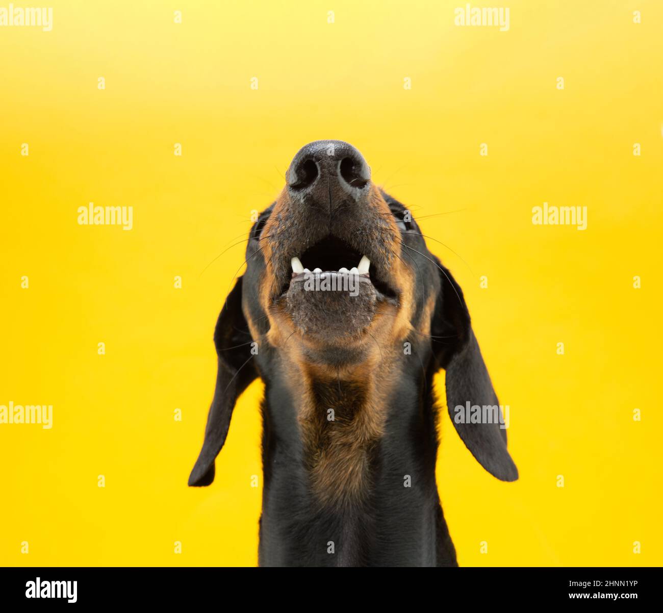 Close-up dog nose and mouth begging food. Isolated on yellow background Stock Photo