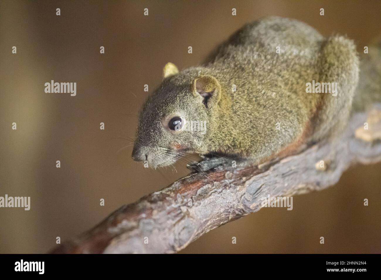 Pallas's squirrel (Callosciurus erythraeus), also known as the red