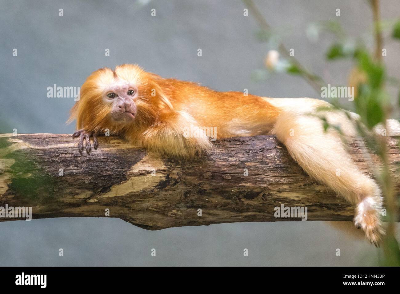The golden lion tamarin (Leontopithecus rosalia), also known as the golden marmoset monkey. Stock Photo
