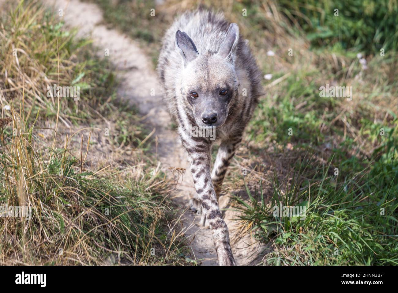 The striped hyena (Hyaena hyaena), wild beast. Stock Photo