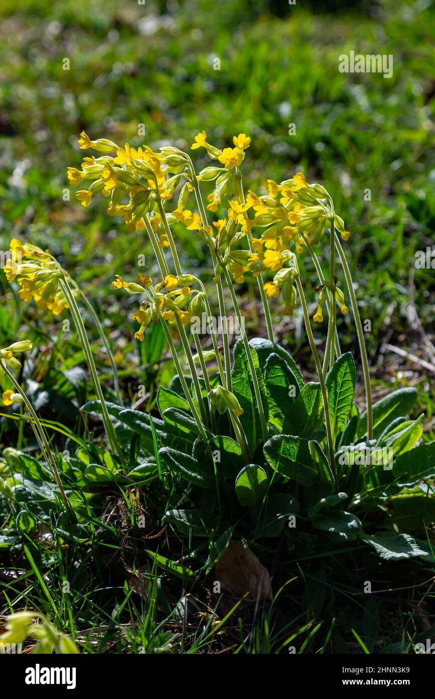 Primula veris in an open field at Sankey Valley Park, Warrington, Cheshire, England at Springtime Stock Photo