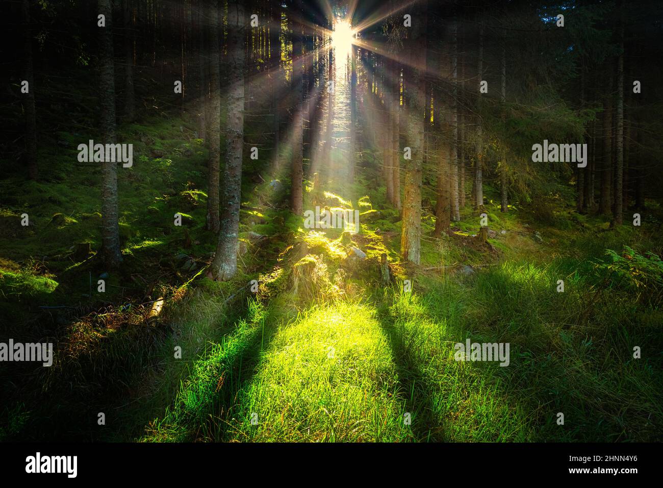 Morning sun rays in the coniferous forest Stock Photo - Alamy