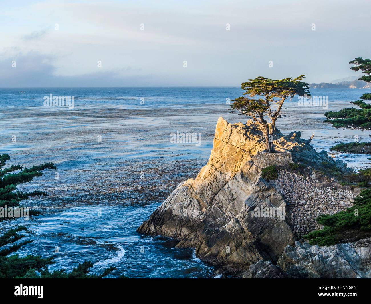 Cypress at the coastline Stock Photo