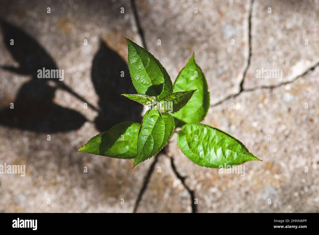 Plant sprouted in stone crack, vitality, survivability, resilience, rebirth, peace and new life concept Stock Photo
