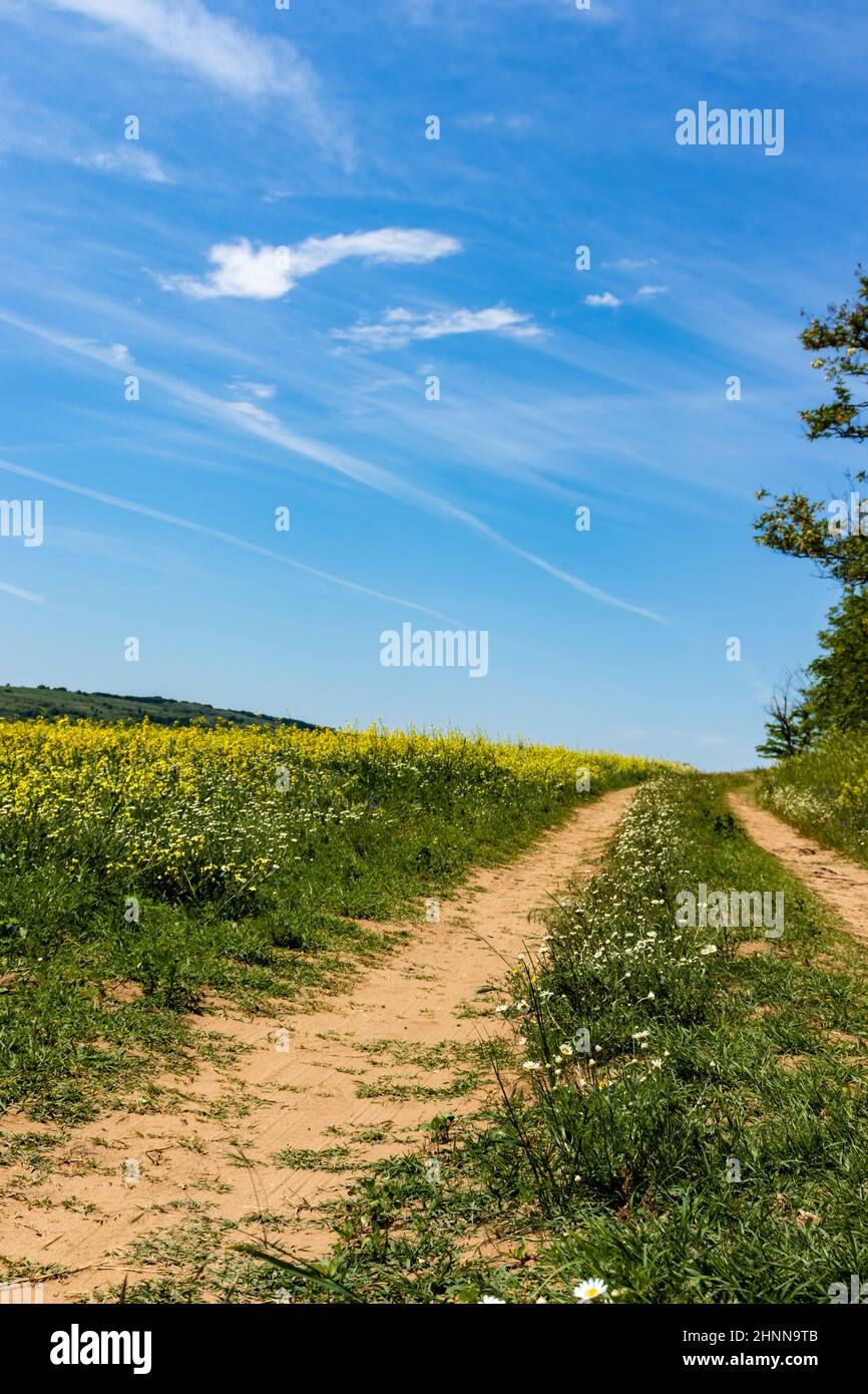 Vertical capture of a country road through a yellow rapeseed field Stock Photo