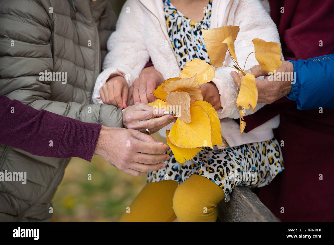 Family with child in center holding yellow leaves together in Autumn time. Stock Photo