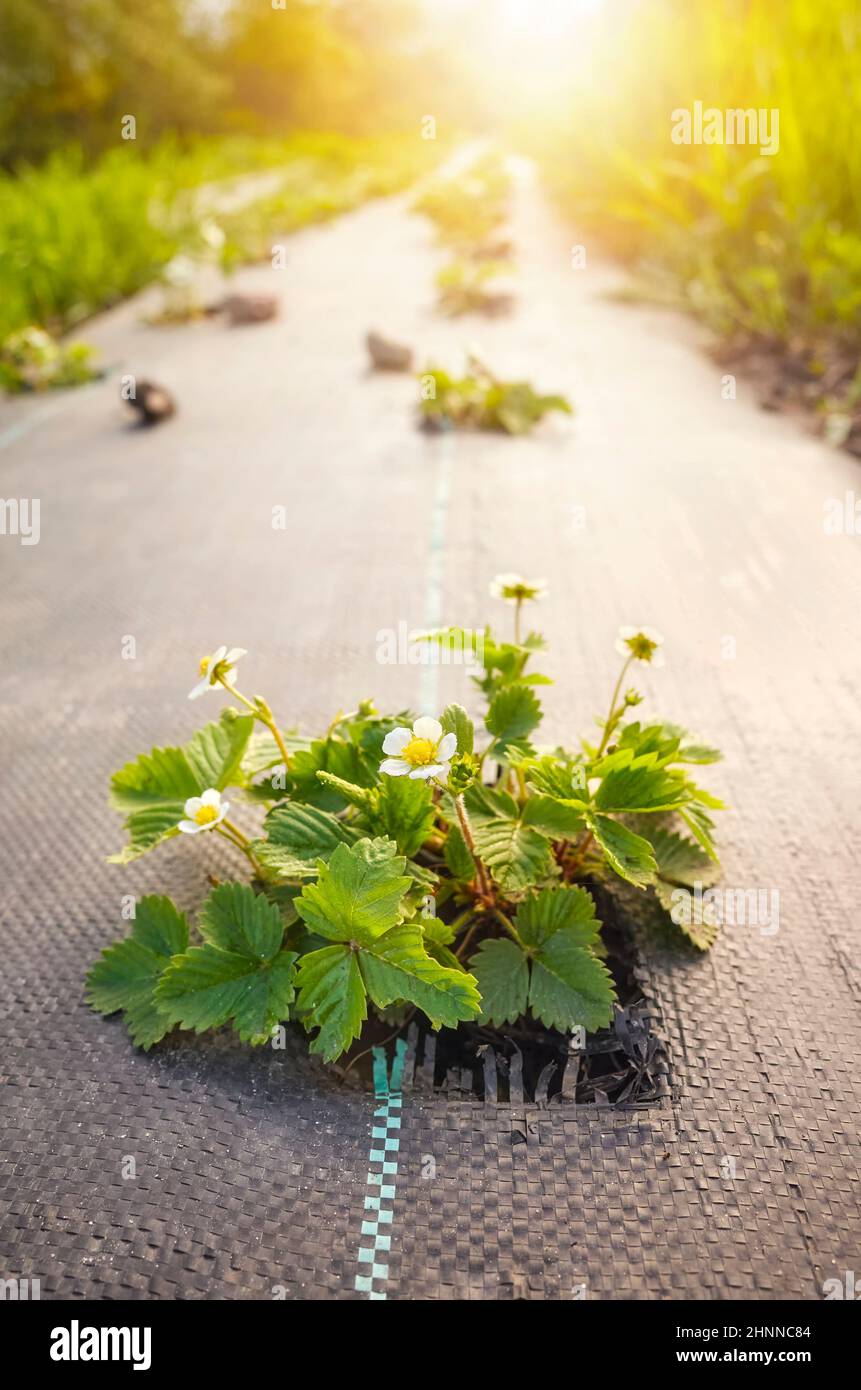 Wild strawberry in blossom on an organic farm field patch covered with agrotextile (fabric mulch mat) at sunset, selective focus. Stock Photo
