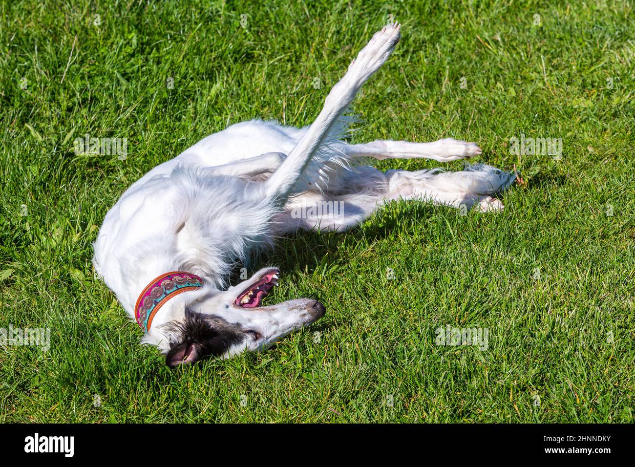 dog lying on a meadow Stock Photo