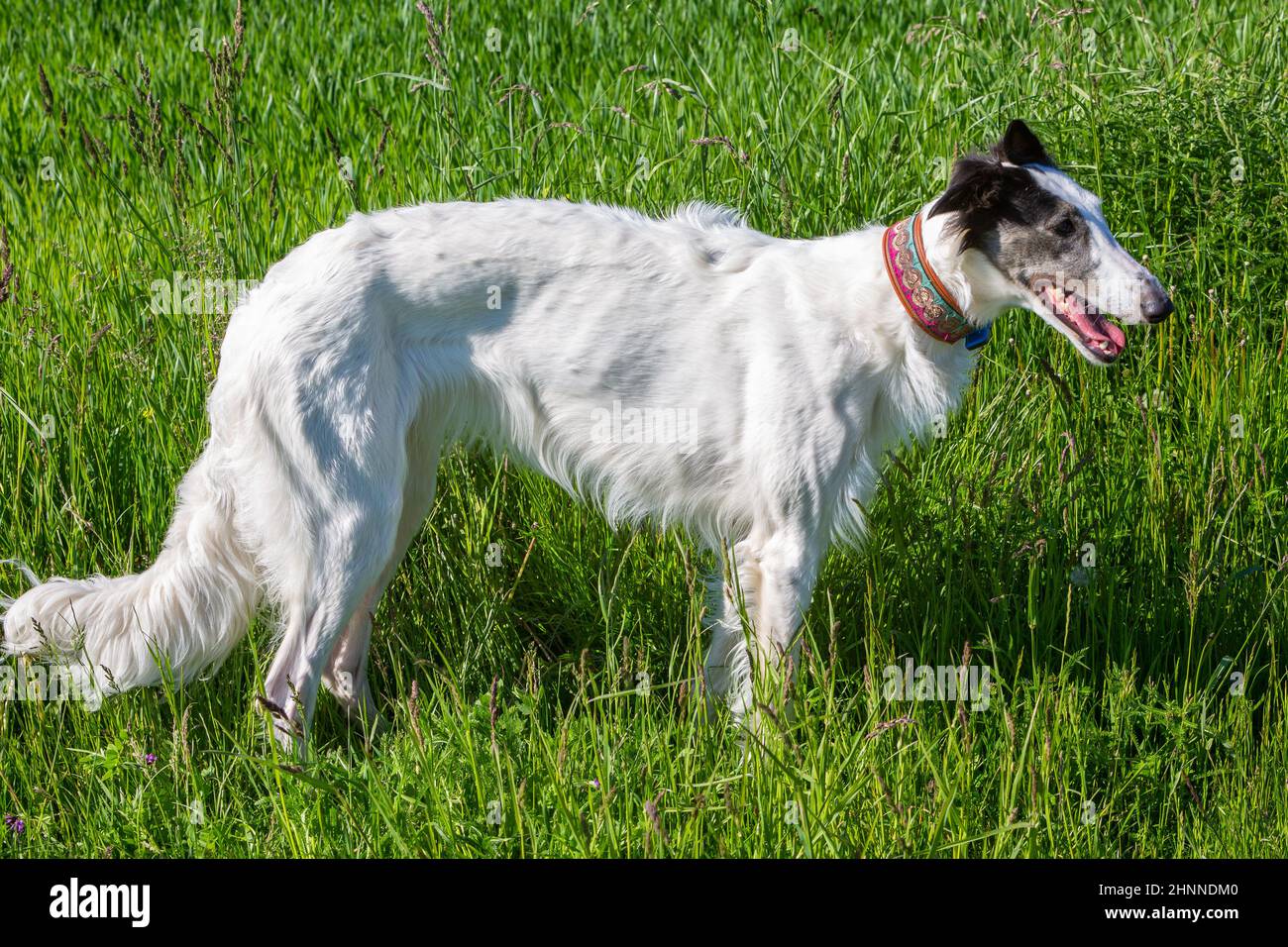 side view of a lean greyhound Stock Photo
