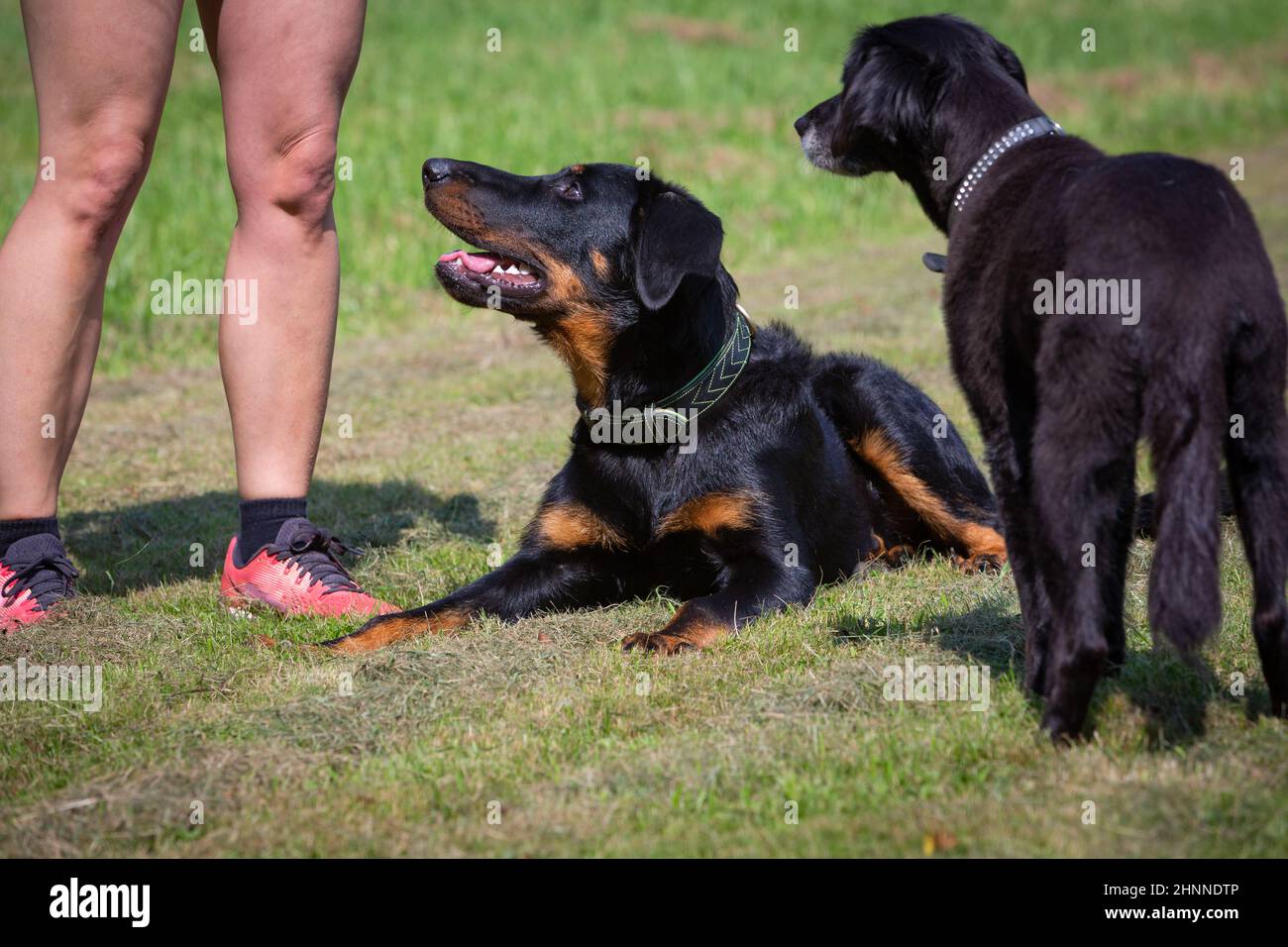 beauceron puppy looking up to owner Stock Photo