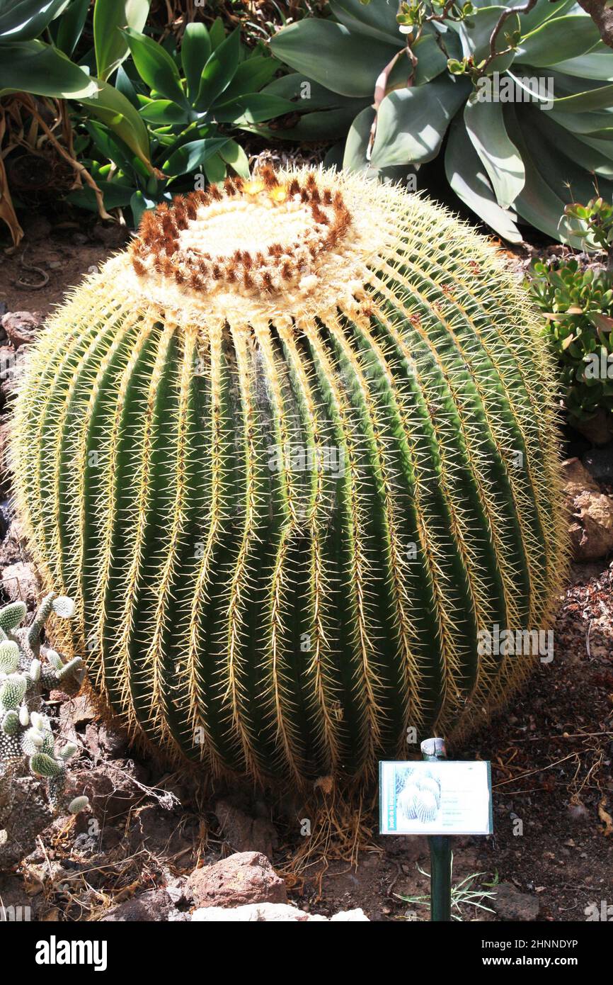 cactus echinocactus grusonii Stock Photo