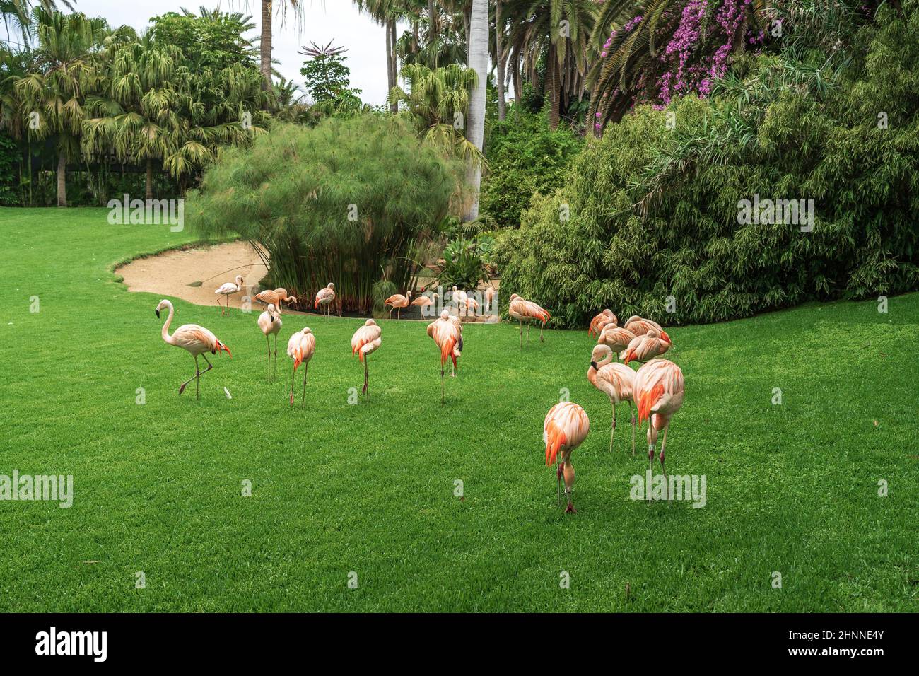 Pink flamingos on a green lawn Stock Photo Alamy