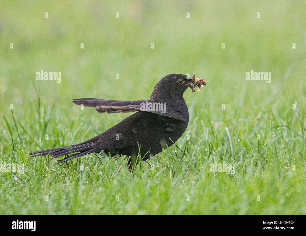 A male Blackbird with a beakful of food for his chicks, Various, grubs