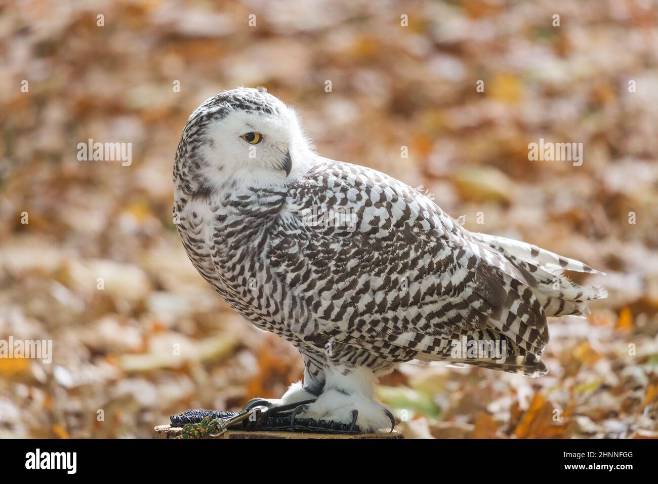 Portrait of The snowy owl, Bubo scandiacus Stock Photo - Alamy