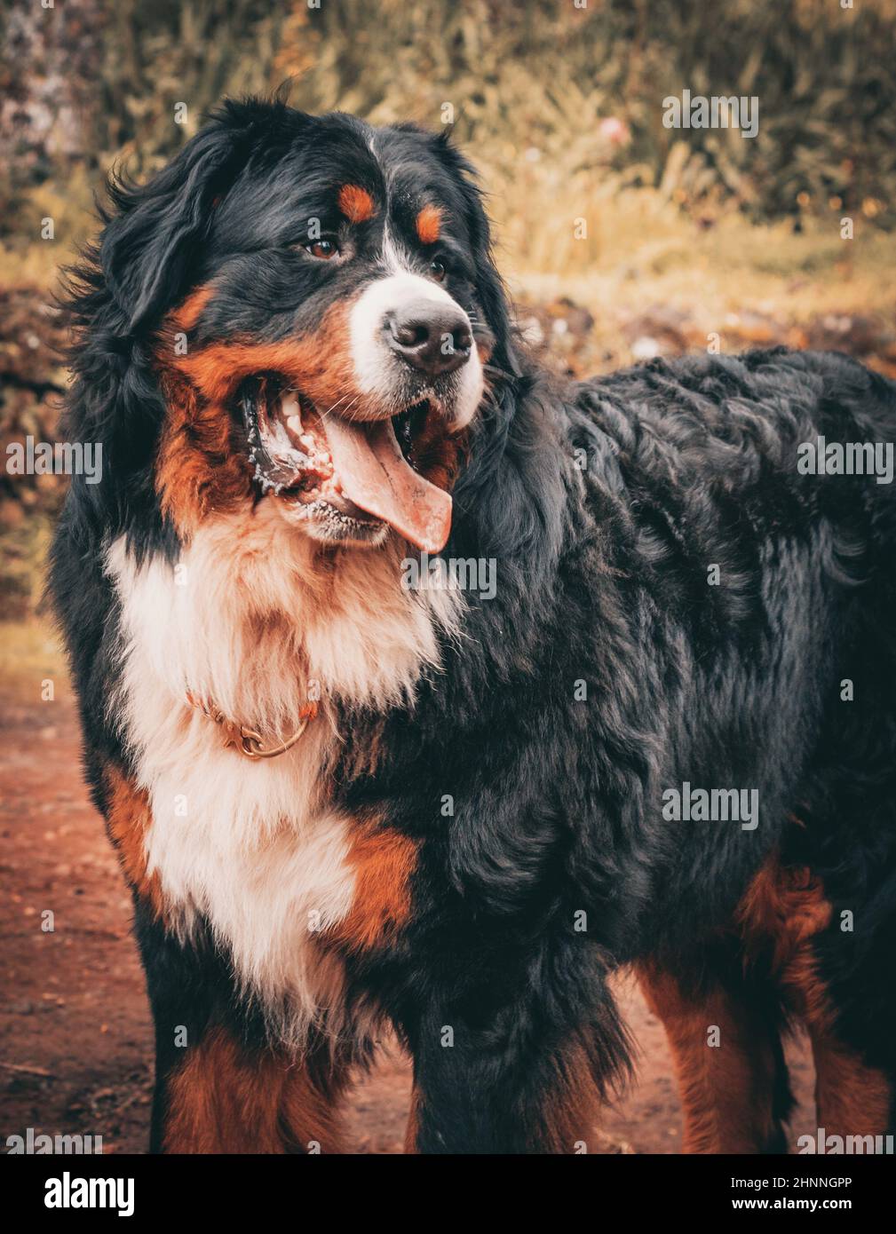 Bouvier bernois dog breed, purebred dogs with pedigree, lovely looking. Stock Photo