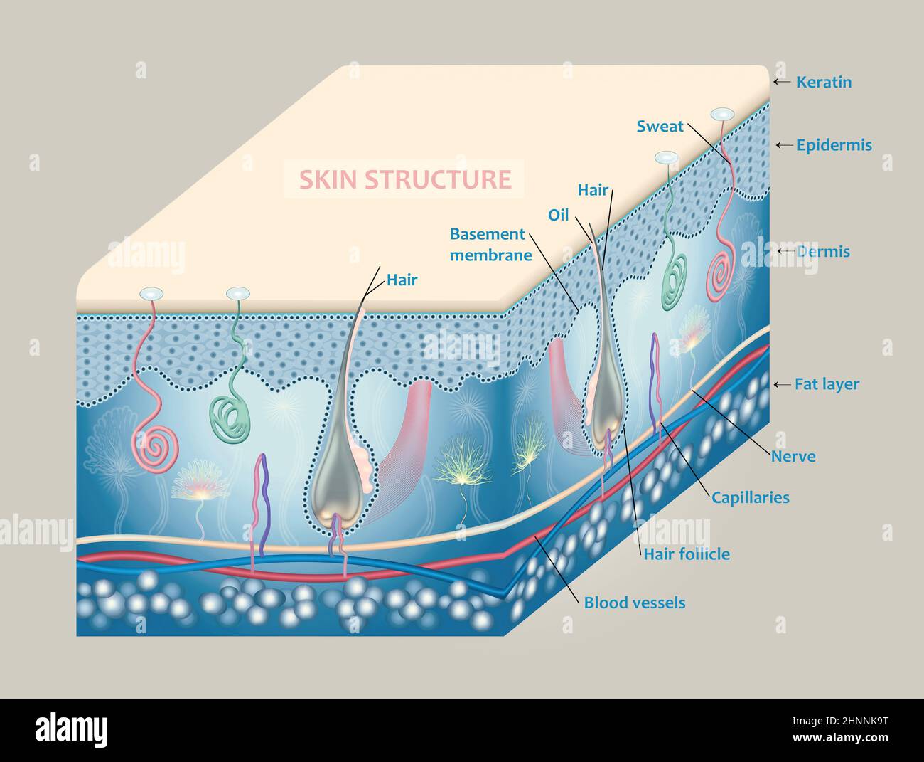 Anatomy of the skin and the layers and elements that compose it. Stock Photo
