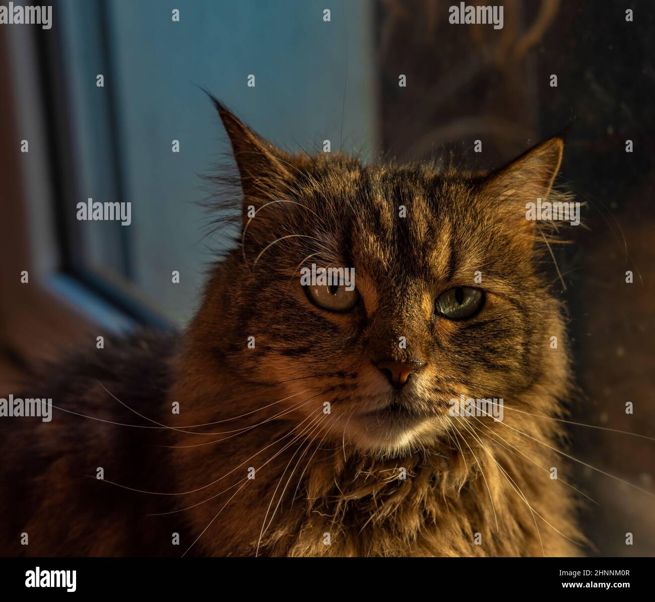 Tabby small cat near window in sunny color morning Stock Photo - Alamy