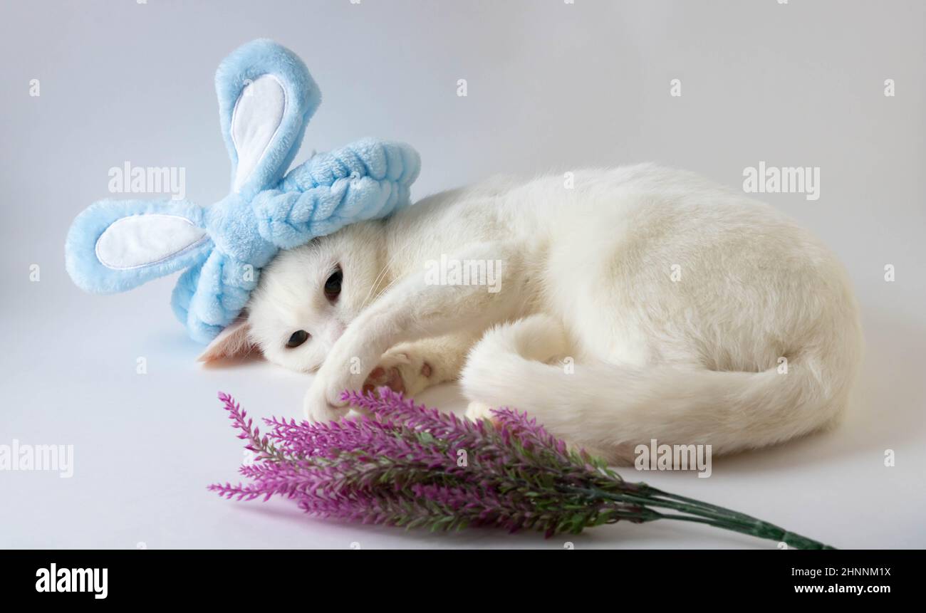 Easter white cat in bunny blue ears . Space for copying. Easter celebration. Happy Easter. Stock Photo