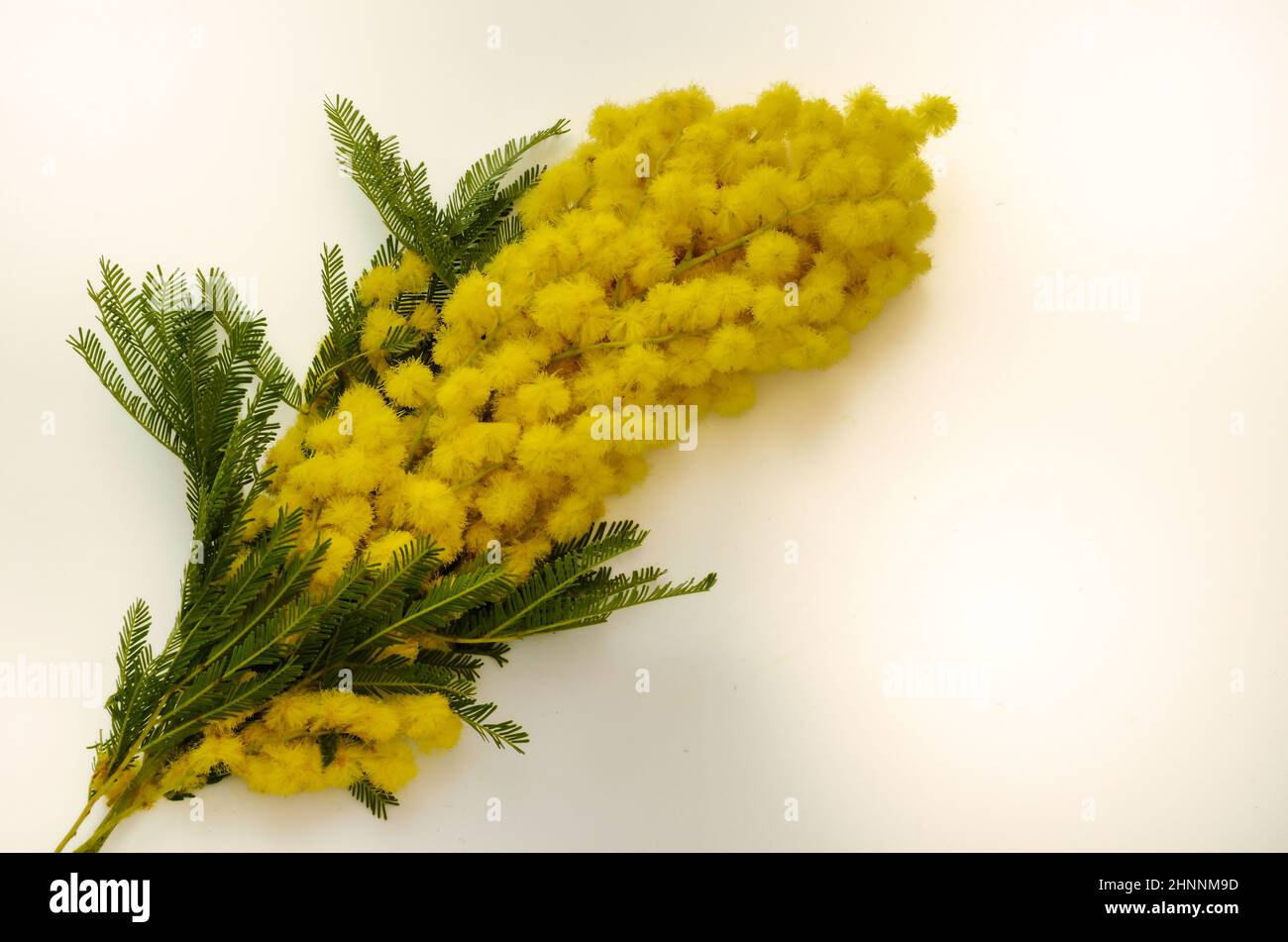 floral arrangement made up of a bunch of mimosa (Acacia dealbata) on the occasion of March 8 ,celebration of Women’s Day. Stock Photo