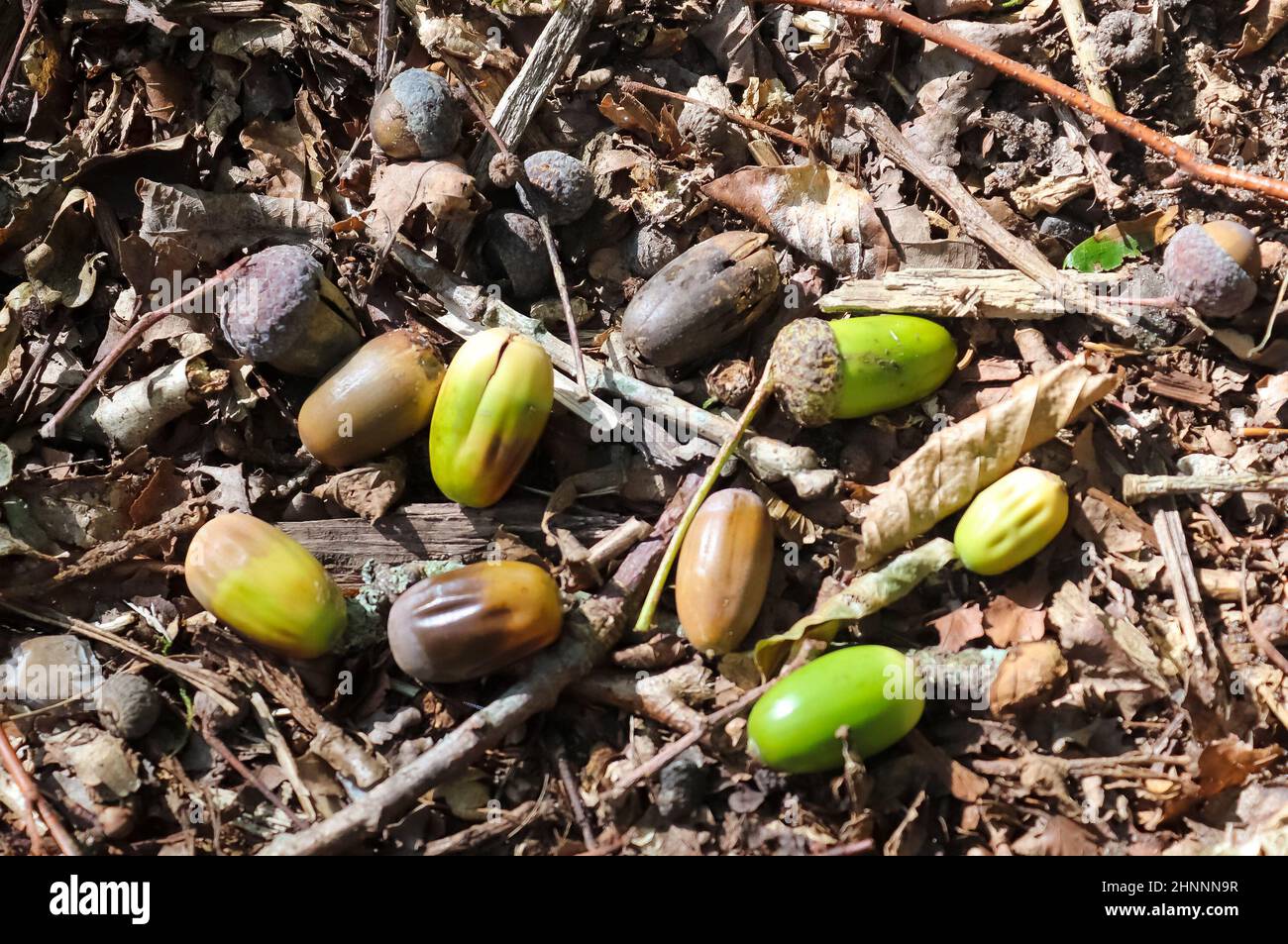 Forest floor with beech nuts from oaks. Nature background texture with ...