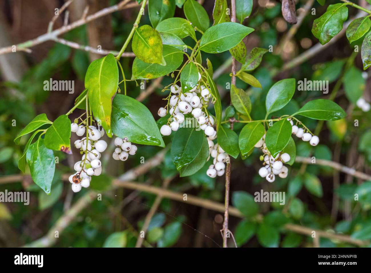 Closeup of David's milkberry a.k.a. West Indian snowberry (Chiococca alba) - Dunedin, Florida, USA Stock Photo