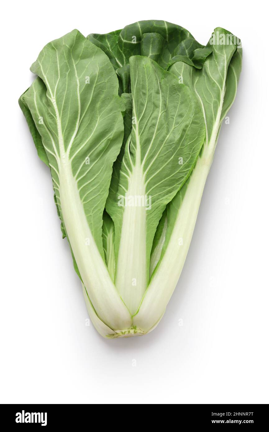 Santouna is a type of chinese cabbage Stock Photo
