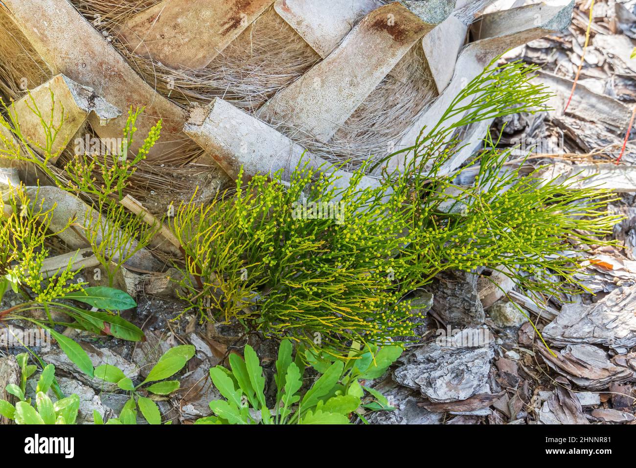 Whisk fern (Psilotum nudum) growing at the base of a palm tree