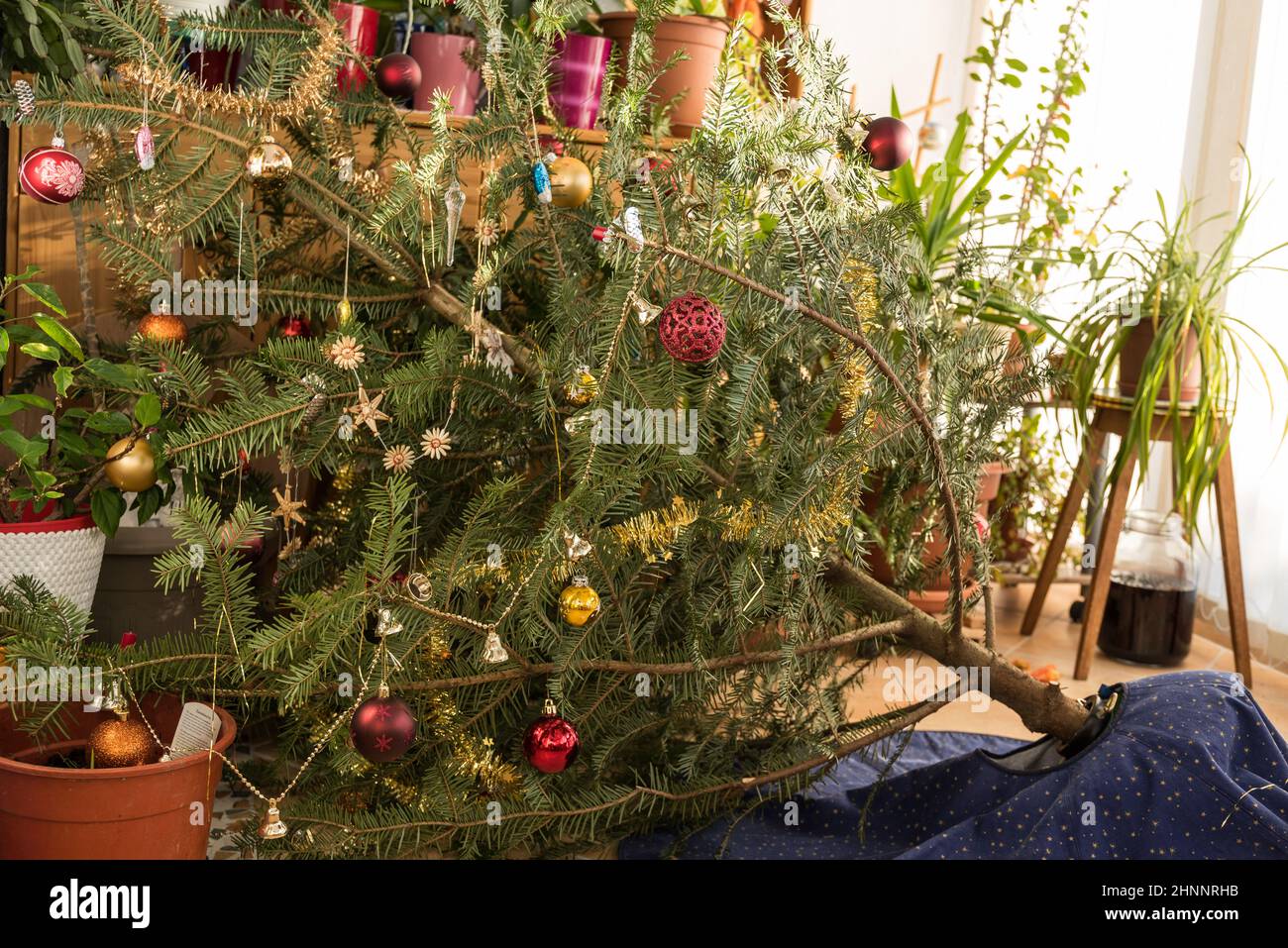 Christmas tree falls over mishap Stock Photo Alamy
