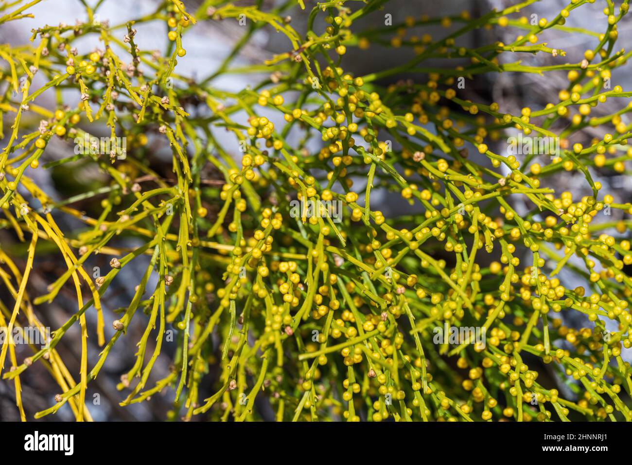 Closeup of whisk fern (Psilotum nudum) - Dunedin, Florida, USA Stock Photo