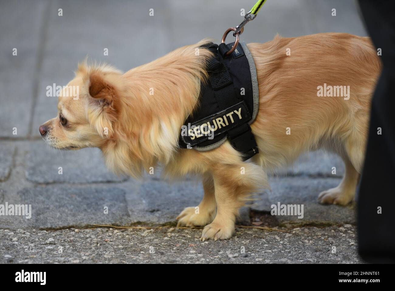 Hund mit Band 'Security' auf der Straße - Dog with 'Security' tape on the street Stock Photo