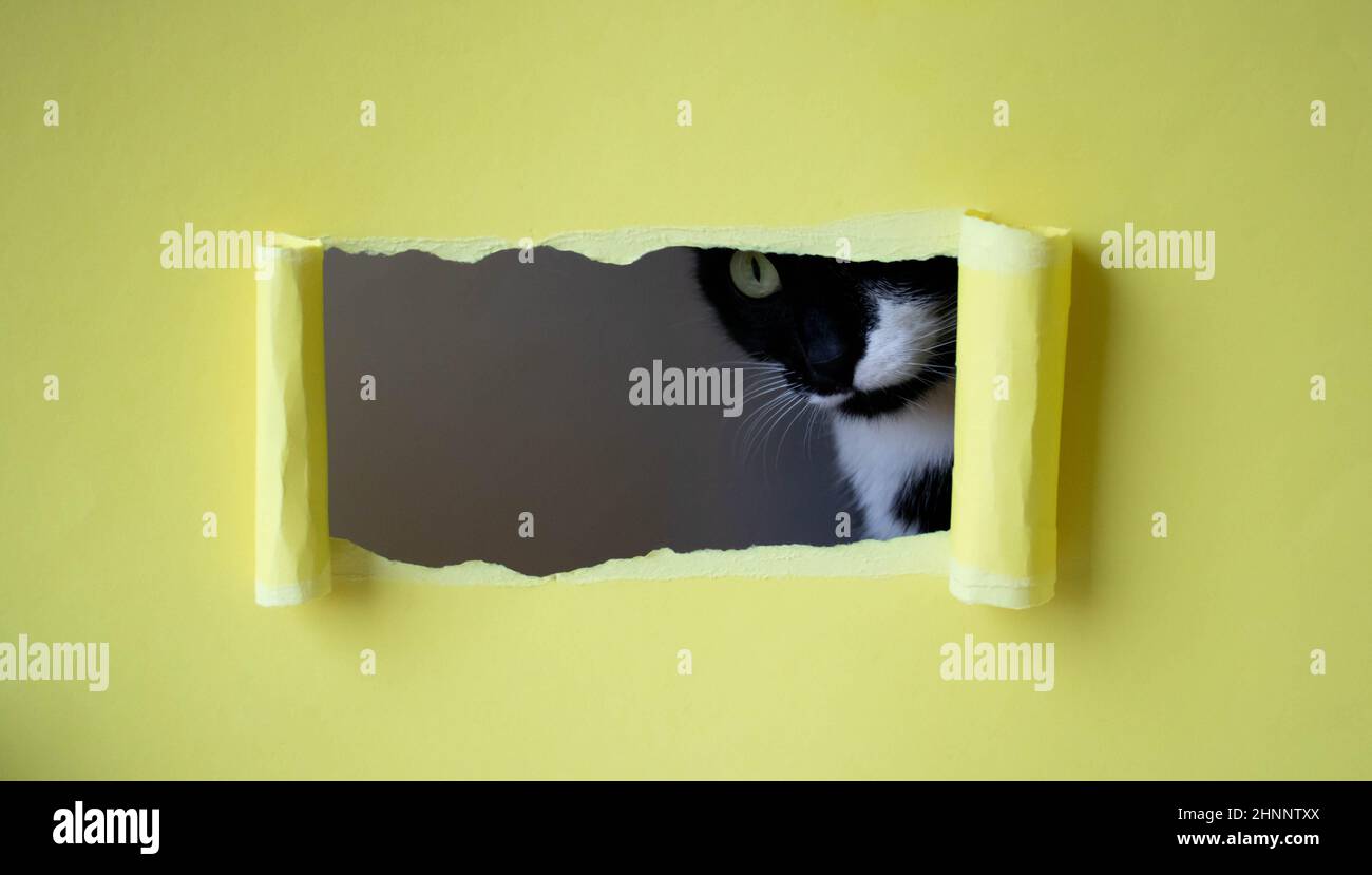 Cute black kitten with a white muzzle peeks into a rectangular hole on a yellow background. Stock Photo