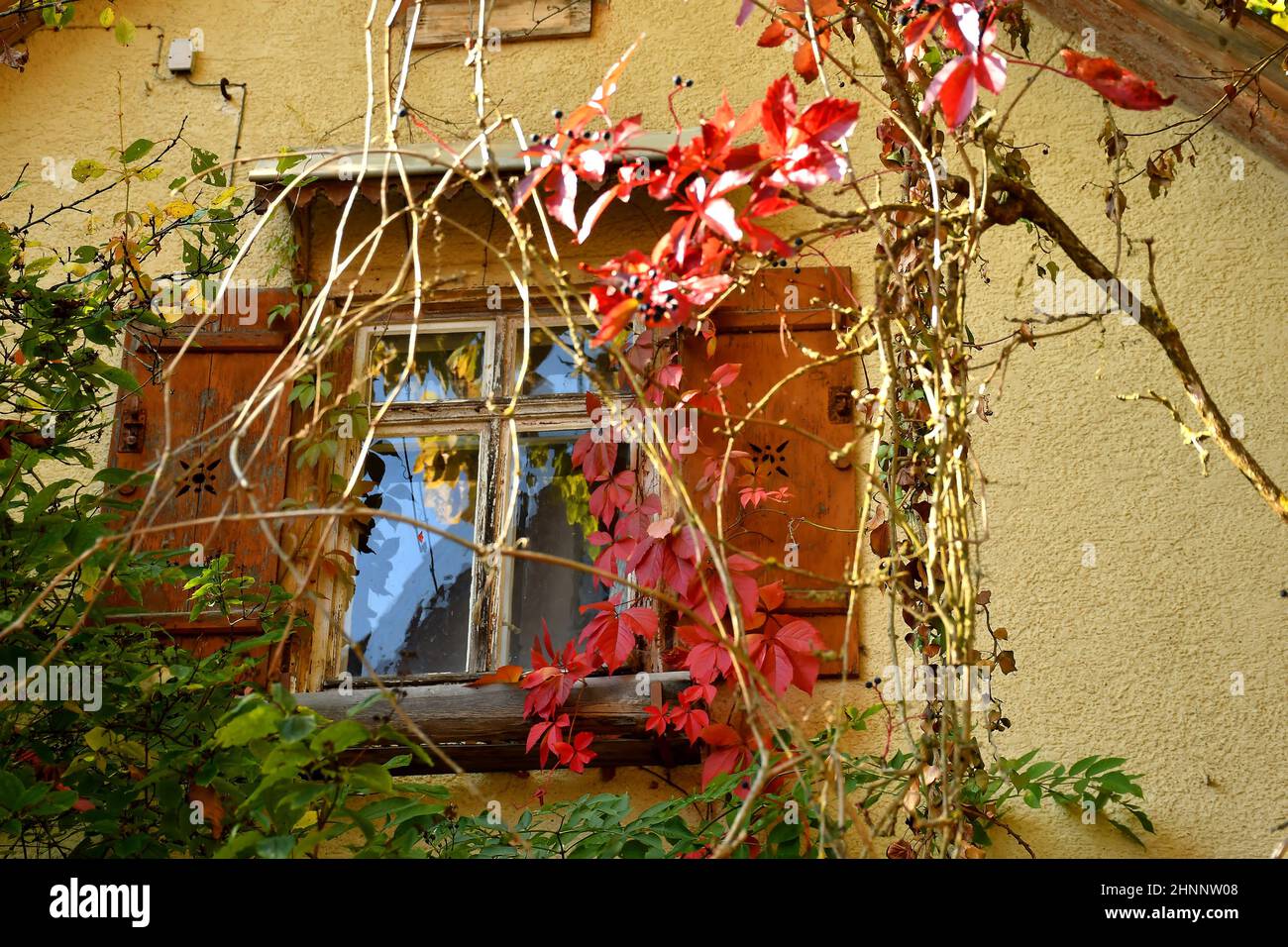 window of an old house overgrown with wild wine Stock Photo