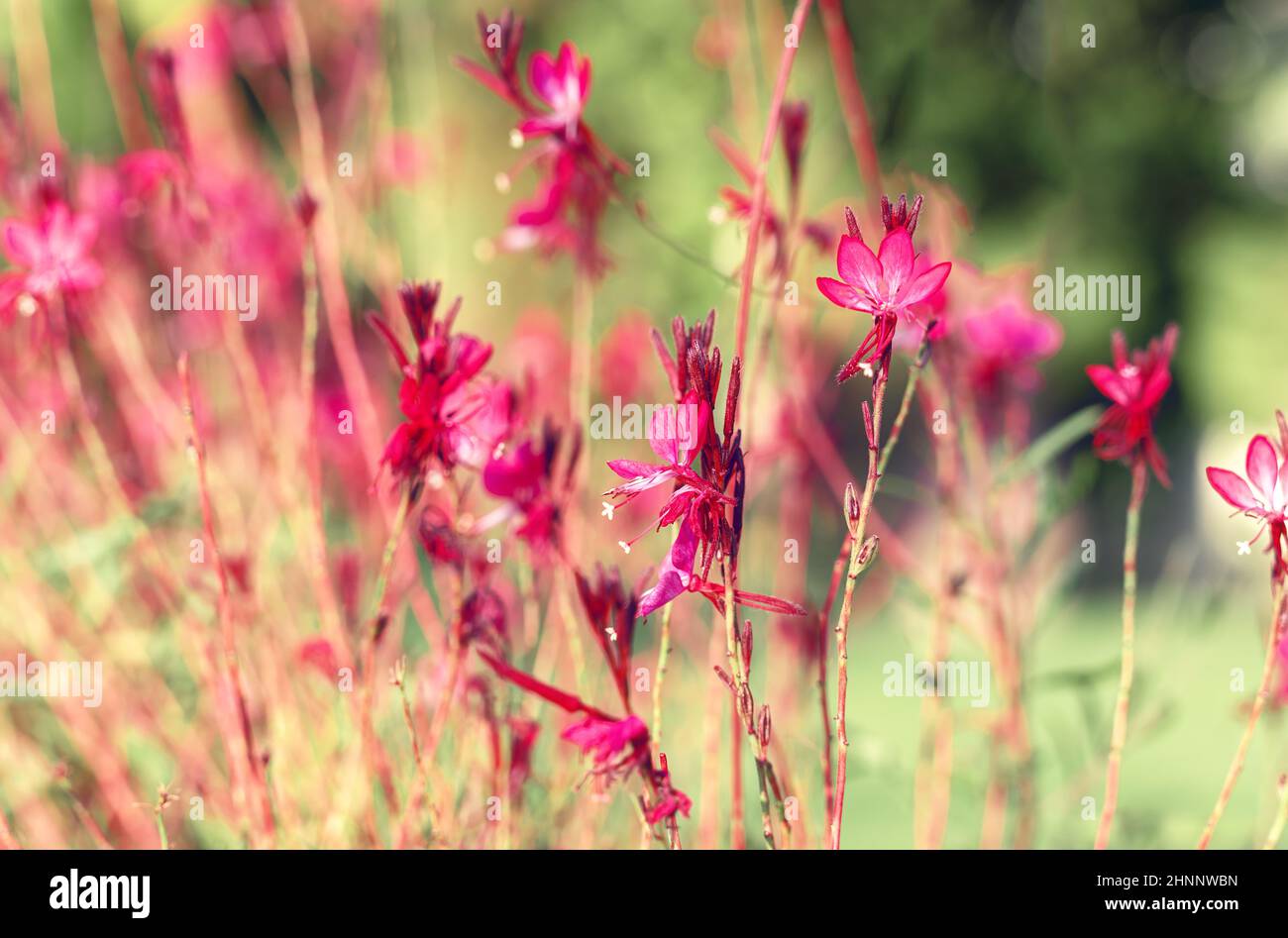 Beautiful wild flowers in the sunlight background. Shot with selective soft focus. Toned in mauve color. Gentle airy light natural art background. Stock Photo
