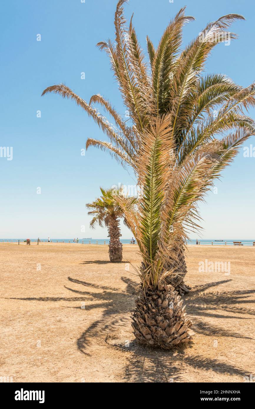 Palms, palm tree Sea Point Promenade Cape Town South Africa Stock Photo