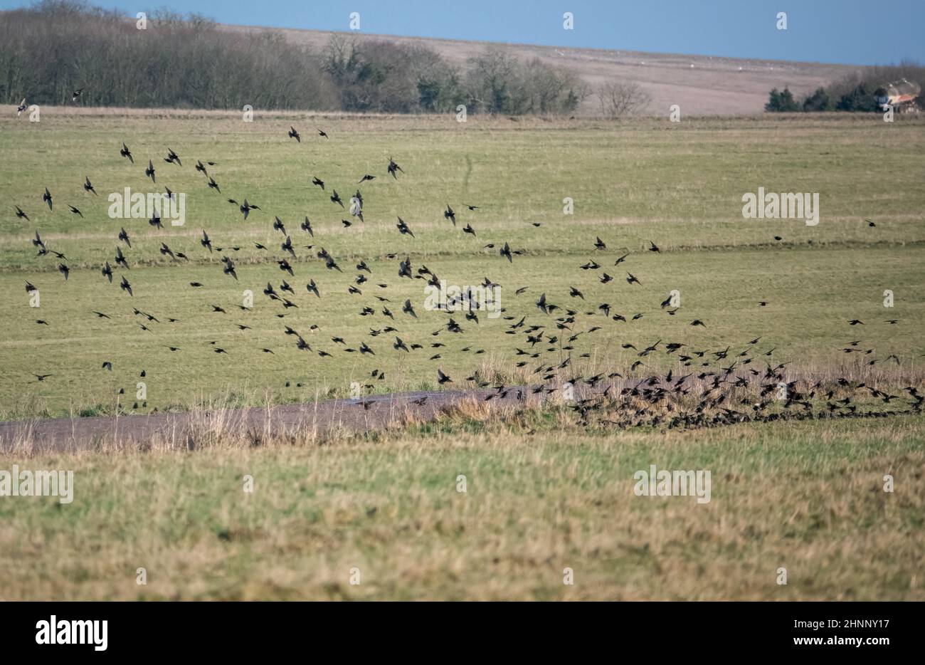 a flock (parliament) of rooks (Corvus frugilegus) in flight over ...