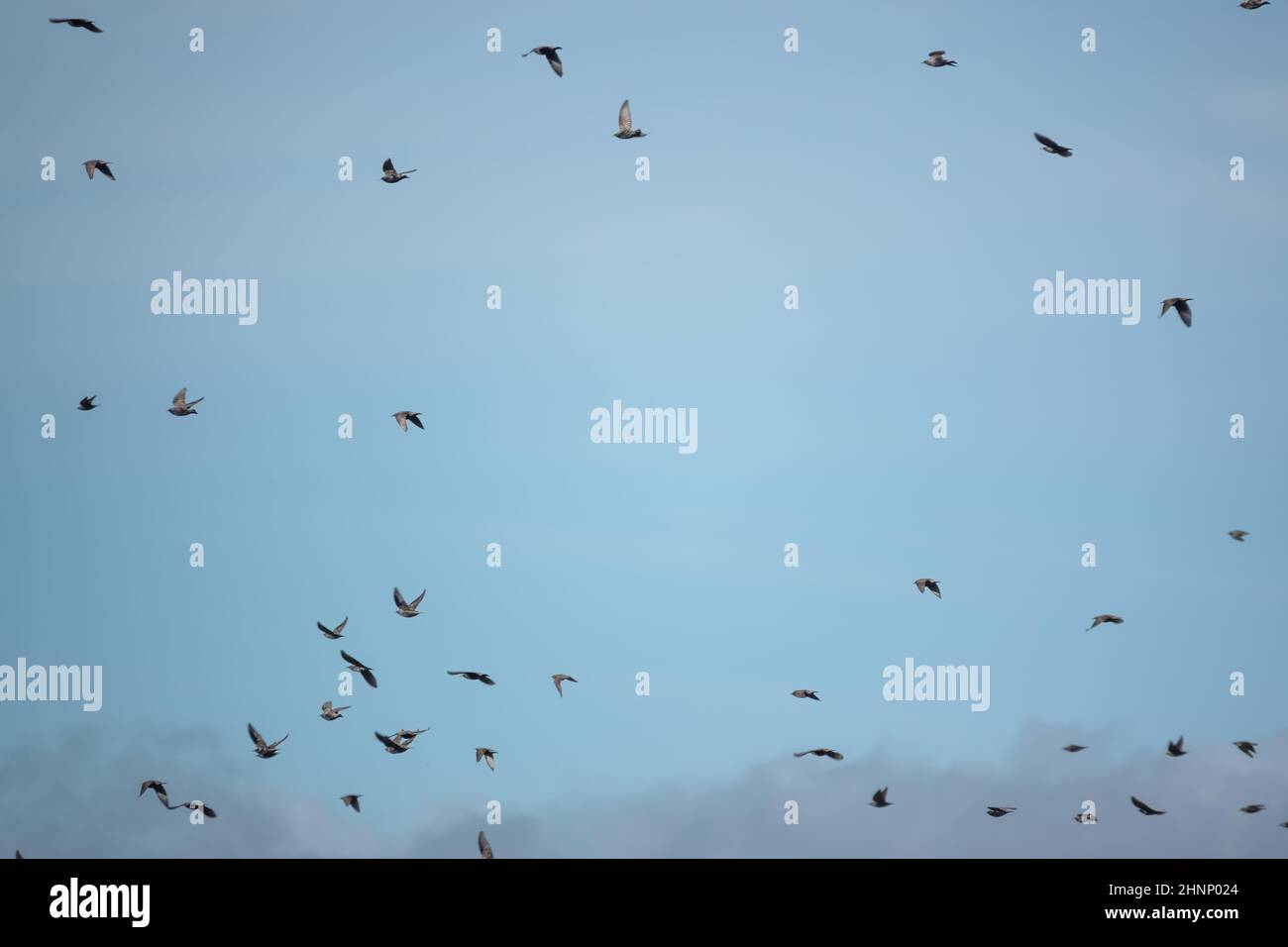 a flock (parliament) of rooks (Corvus frugilegus) in flight over ...