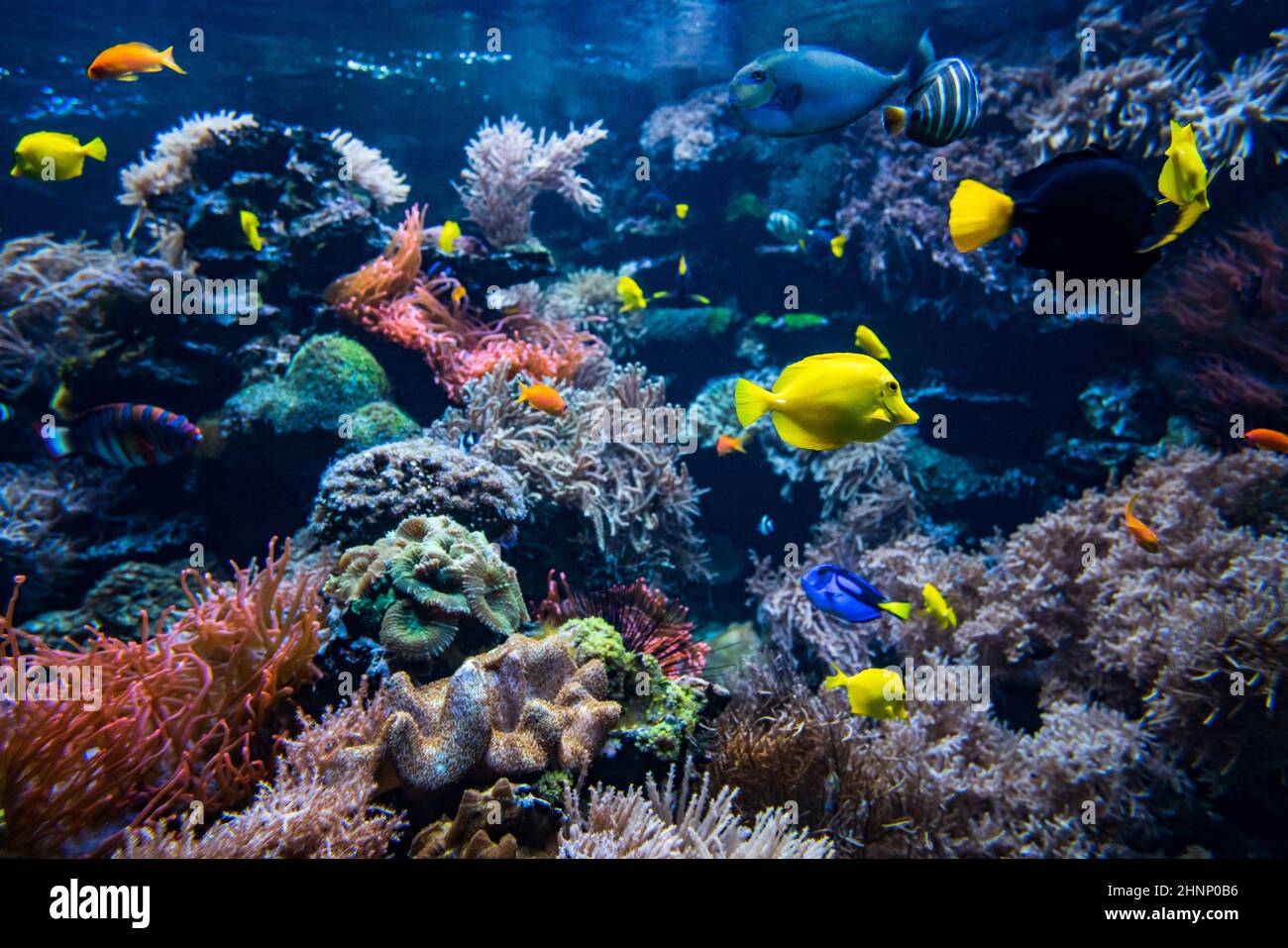Fish colony hi-res stock photography and images - Alamy